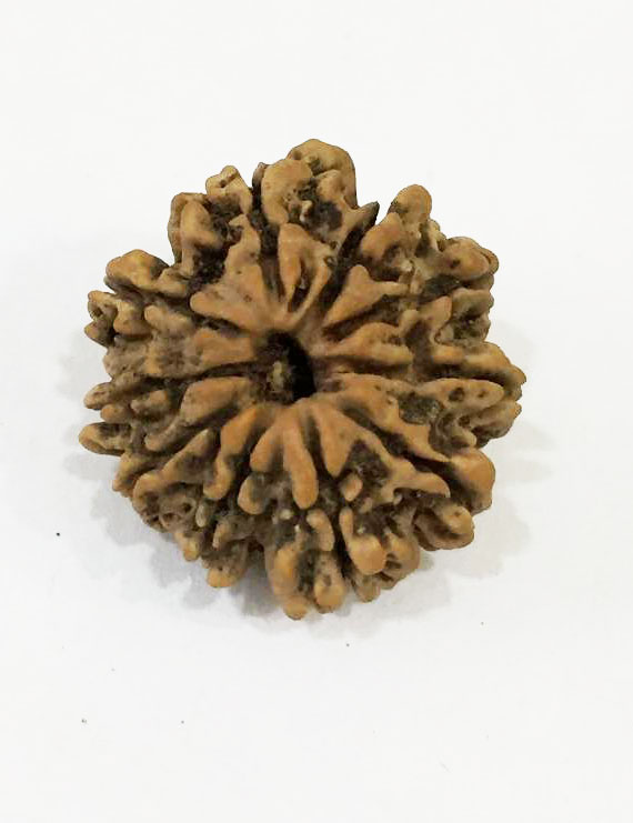 10 Mukhi Certified Rudraksha (Nepal Origin) Size 21-22 mm